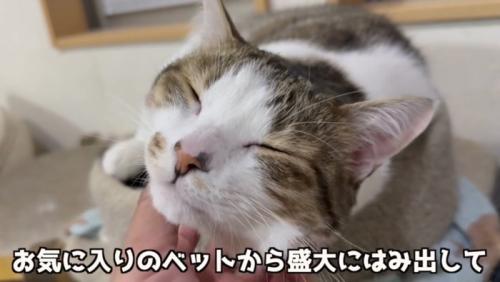 ベッドからはみ出るコトくん