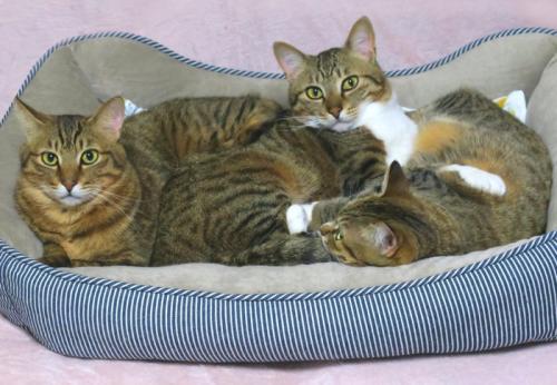 三匹の猫