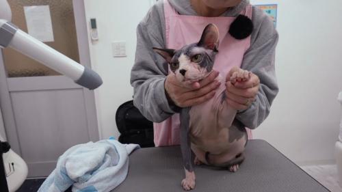 台の上