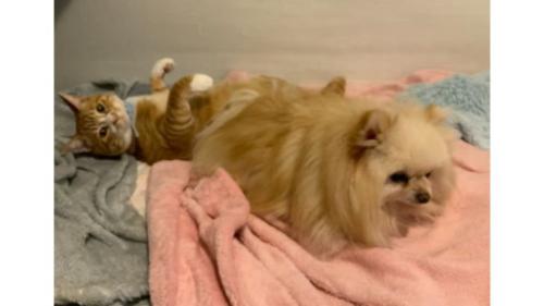 猫と犬