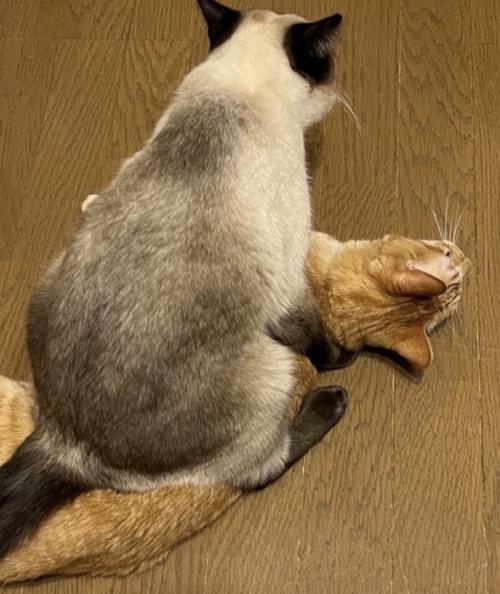 シャム柄の猫に乗られる茶トラ猫
