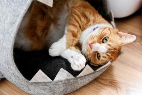 猫の隠れ家