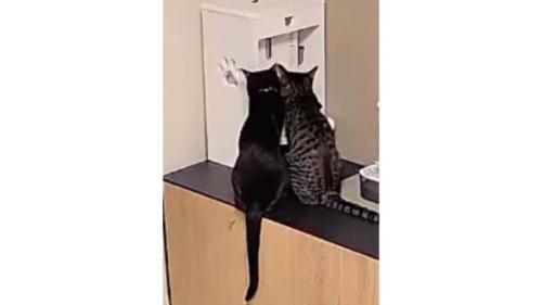室内にいる猫