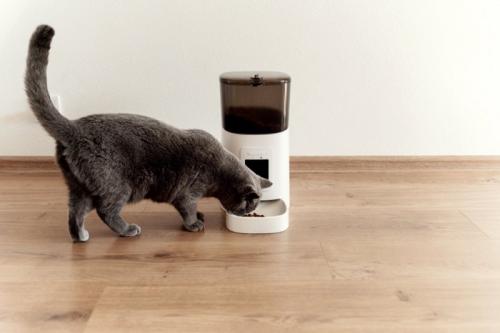自動給餌器でご飯を食べる猫