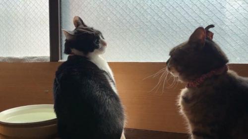 小さくなる猫