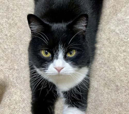 床に伏せながら飼い主さんを見上げる猫