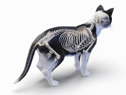 猫の骨格のイメージ画像