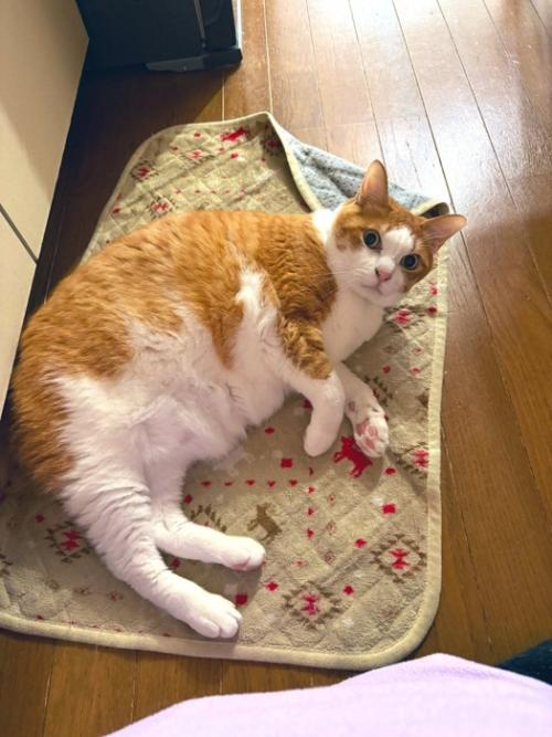 見つめる猫