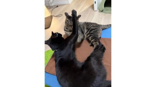 室内にいる猫
