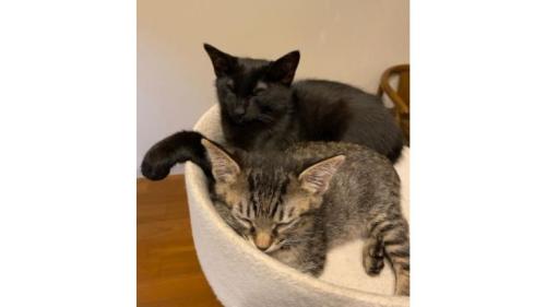室内にいる猫
