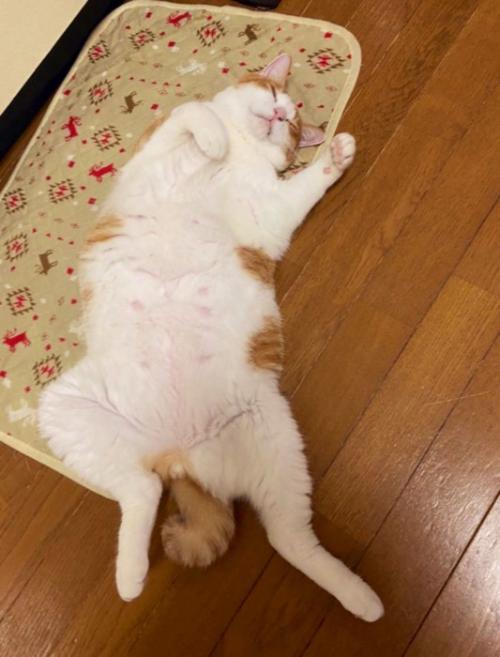 寝そべる猫