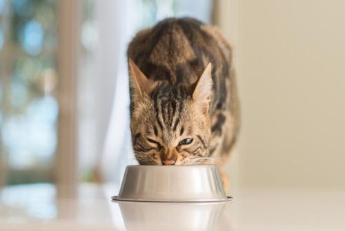 ごはんを食べる猫
