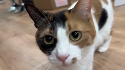 ドアップ