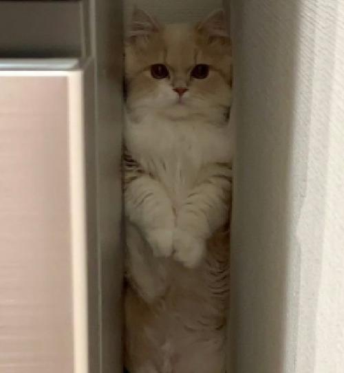 見つめる猫
