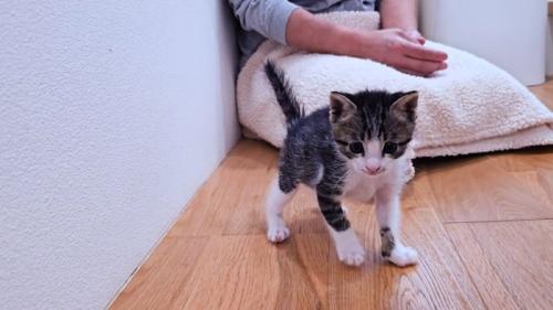 立っている子猫
