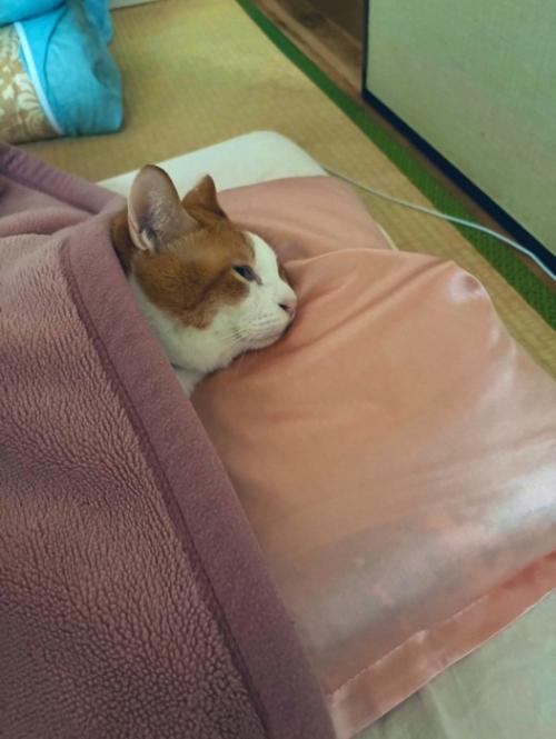布団で寝る猫
