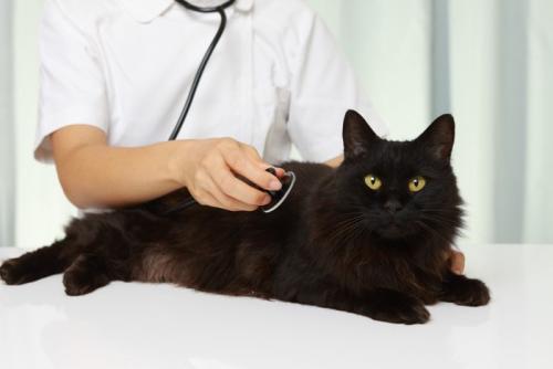 猫 健康診断