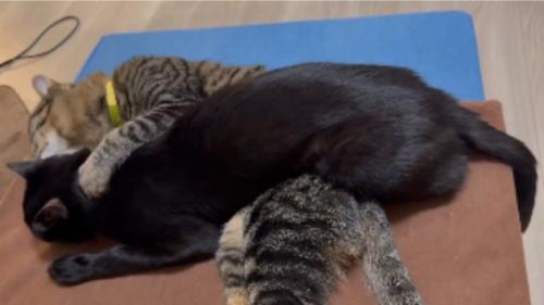 室内にいる猫