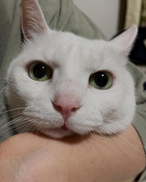 猫の顔