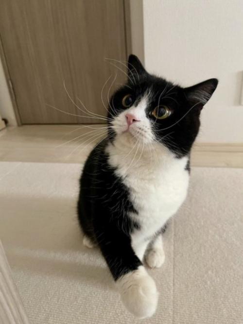 白い柄の入った前足でパンチする猫