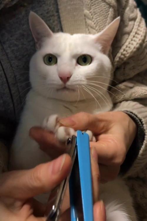 爪切り中の猫の顔