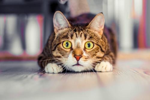 衝撃を受ける猫