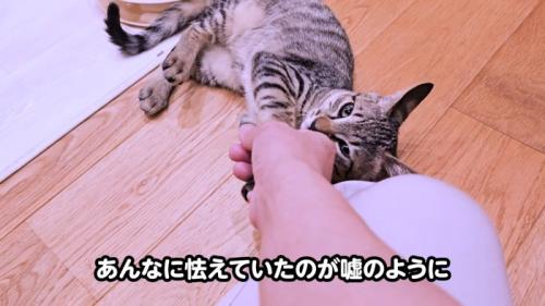 人の手に甘える子猫