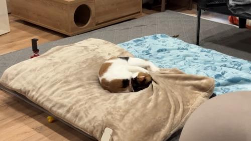 丸まって