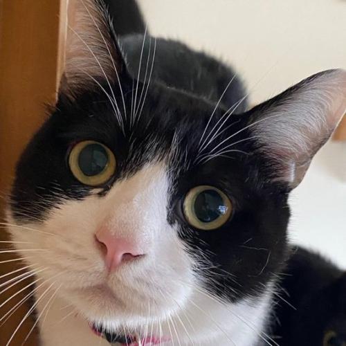 猫の顔