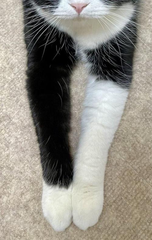 左が短く、右が長い猫の前足の白い模様