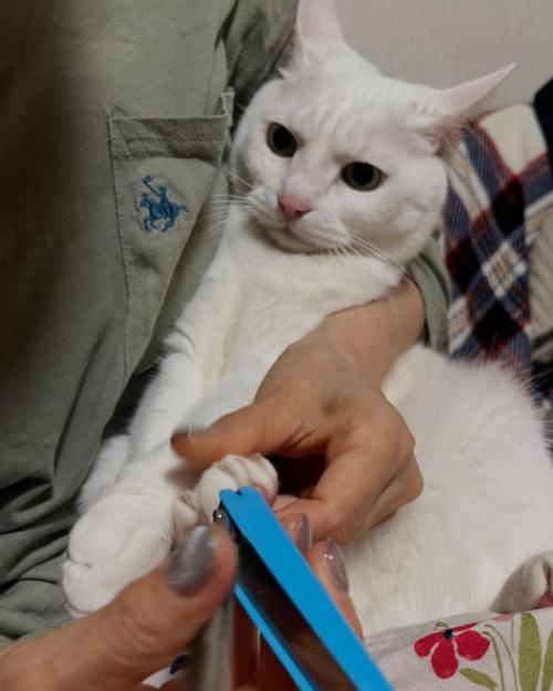 イカ耳の猫