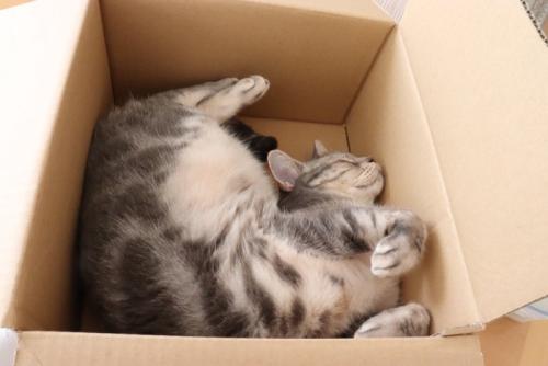段ボールで気持ちよさそうに眠る猫