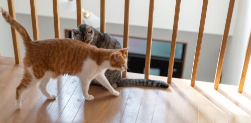 二匹の猫