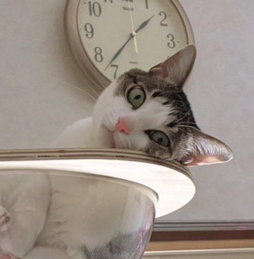 キャットタワーから飼い主を見つめる猫