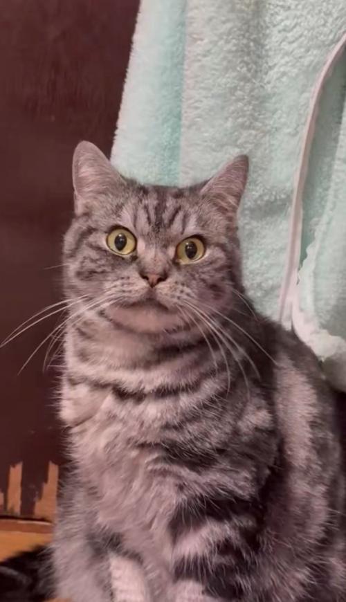 目を見開く猫