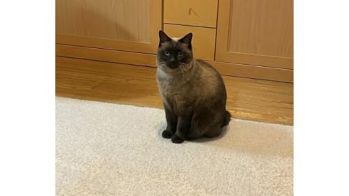 室内にいる猫