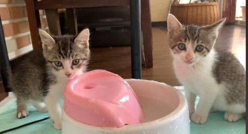 2匹の猫