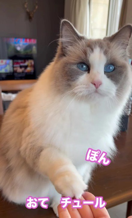 お手をする猫