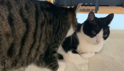 戯れる2匹の猫