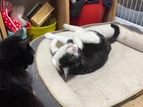 耳を搔いているハチワレ猫を見つめる黒猫