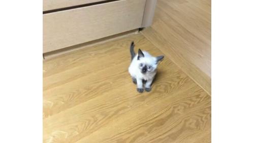 子猫