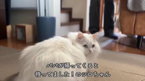 テロップ「パパが帰ってくると～」