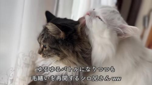 テロップ「ゆるゆるバトルに～」