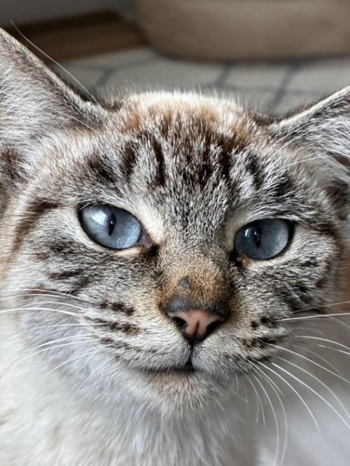 猫の顔