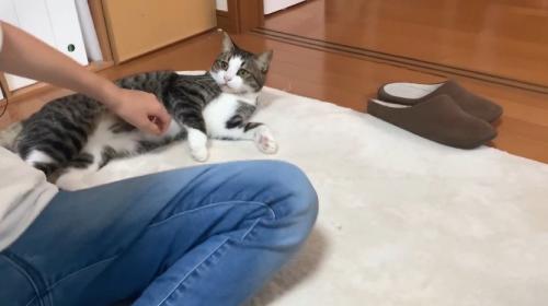 寝転がる猫