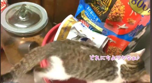 ご飯の山と猫
