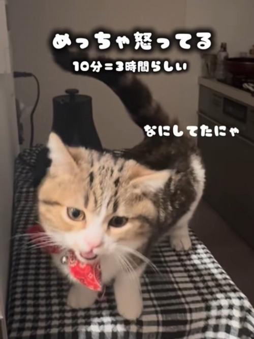 鳴く猫