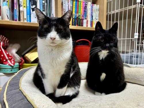ペットベッドにきちんと座る2匹の猫