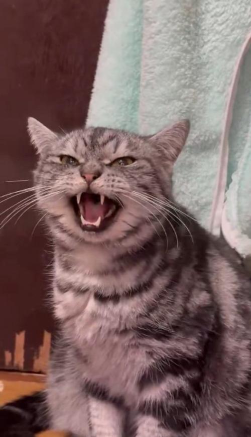 鳴く猫