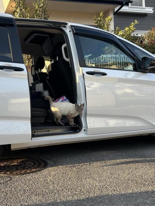車に乗る猫